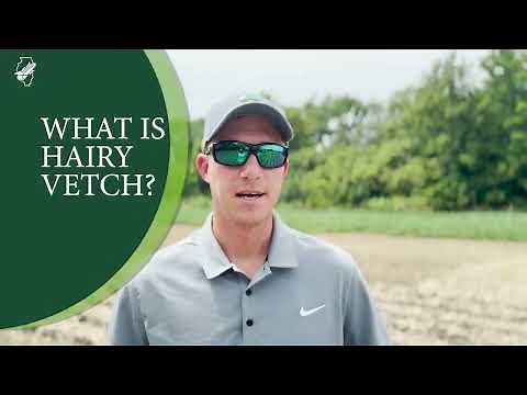 Starting Out with Cover Crops & What is Hairy Vetch