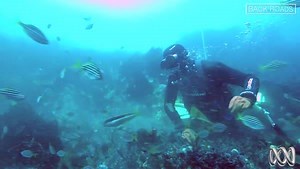 12K views · 118 reactions | Abalone diving is certainly not for the faint hearted... #BackRoads | ABC Gippsland | Facebook