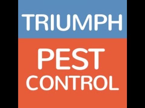 How to get rid of rats in the attic