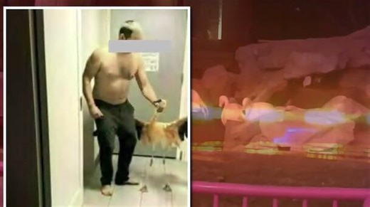 ‘Serious stuff’: 911 calls detail night after man seen grabbing flamingos at Las Vegas hotel