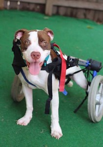 Dogs on wheels! One man's mission to help injured dogs with wheelchairs