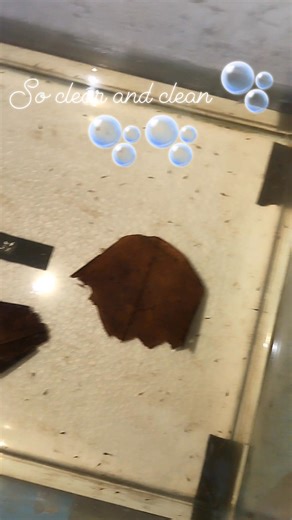 Regular water change, super clean👌👀👀 3 weeks old BETTA Fry. #betta #bettasplendens #bettacommunity #bettafish #BANSALAN #bansalandavaodelsur | Exotic Betta Fish