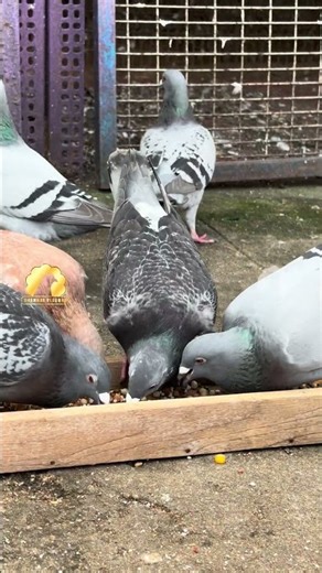 Expert Tips for Racing season 🕊️ #pigeon #racing #tips
