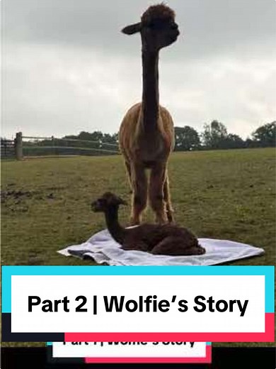 Wolfie’s Story: Plasma Transfusion for a Baby Alpaca