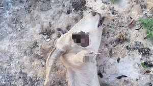 Mysterious 'mythical demon' spotted after fields of livestock found dead