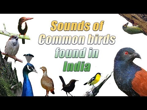 Common bird sounds of India - Backyard bird sounds- Indian Bird sounds for kids ‪@IndianBirdVideos‬