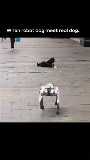 Artificial Intelligence & Technology on Instagram: "Robot dogs are four-legged, AI-powered machines engineered to mimic the movement and behavior of a real dog, designed for a variety of uses ranging from industrial applications to companionship. They come equipped with advanced sensors, cameras, and software that enable them to navigate complex environments, interact with humans, and perform specific tasks. Media : Unknown"