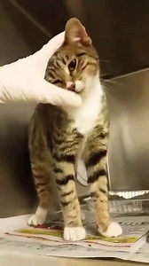 73 reactions · 81 shares | QUITA - #A140190 Cage A607 Female / 5...