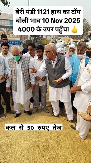 बेरी मंडी 1121 हाथ का टॉप बोली भाव 10 Nov 2025 4000 के उपर पहुँचा 👍 | Live Mandi Bhav