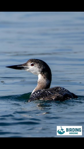 15 reactions |  Plongeon imbrin  Great northern diver  Colimbo...