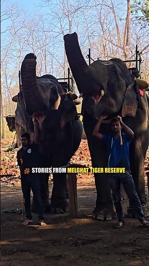 Diet of an Elephant #wildlife #melghat #youtubeshorts