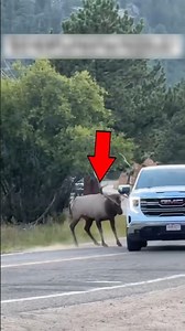 The Angry Deer was Attacking Everything Around it 🦌 #deer #deerlife