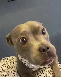 8.8K views · 404 reactions | How could you resist those eyes 梁 | Go Fetch | Facebook