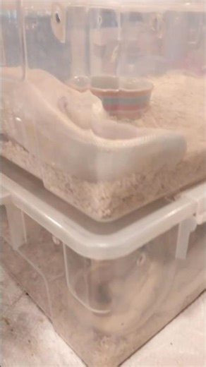 Pythons 🐍 For Sale 😳| Who Would Dare To Buy?