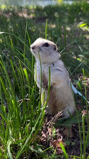 Groundhog vs. Prairie Dog: A Fun Comparison