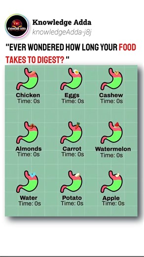 Knowledge Adda on Instagram: ""⏳ Did you know your food takes hours to travel from your stomach to your small intestine? This journey is called digestion time – and that’s where your body absorbs most of the nutrients it needs! 🍎💪" #DidYouKnow #HealthFacts #BodyScience #InstaReels #FunFacts"