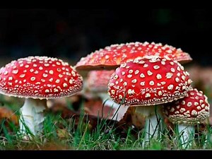 Poisonous Mushrooms: Fun & Safe Learning