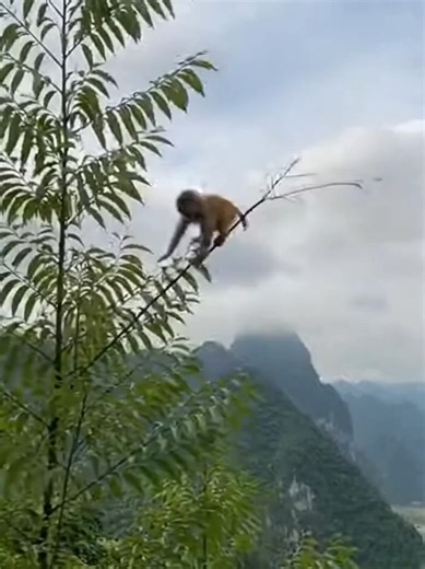 A Fall and Its Consequences: Baby Monster Insights