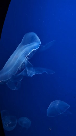 Moon jellyfish 🪼 🖤 at Bristol Aquarium 🐠 #jellyfish #moonjellyfish #aquarium #bristol #sealife #ocean | Midnight Rose Emporium