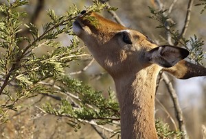 Do Deer Eat Willow Trees?