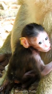 This tiny monkey is adorable and really smart | Monkeys Daily