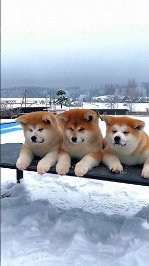 The 5 Most Expensive Dog Breeds in the World 🐕💰 #wildlife #didyouknow