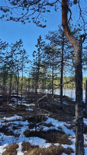 Spring Forest Walk | No Path POV