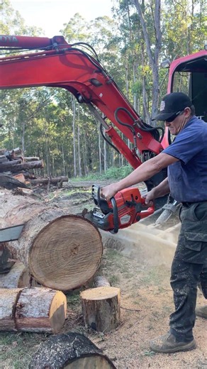 Husqvarna 572XP with Steadfast Performance Muffler Bucking Aussie Hardwood! #powertools #chainsaw