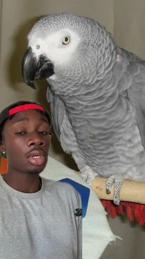 If parrots, ravens and crows ever teamed up, it’d end all of humanity #parrot#bird#smart#nature