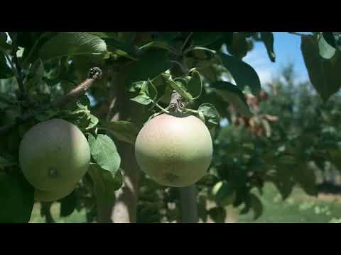 Apple Time Lapse
