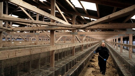 'Horrific situation' at Ohio fur farm as foxes, raccoons, wolf-dog hybrids rescued. Where are they now?