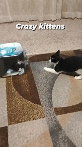 It's relaxing watching these crazy kittens playing. #kittens #cat | Eugene Wright | Facebook