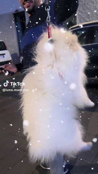 Video di Luna ☪️Madrona🐶 (@luna.madrona) con sonido original - Luna ☪️Madrona🐶