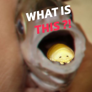 DId you ever hear about the tounge eating fish parasite?! #MarineLife #CrazyCreatures #parasite | Crazy Creatures