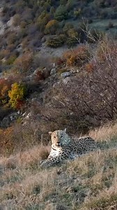 4.6K views · 379 reactions | Persian leopard, northern #Iran. | Iran Photos | Facebook