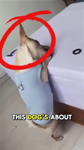 Dog Sniper: 100% Perfect Rubber Band Shots! 🐶🎯