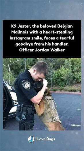 K9 Jester, the Belgian Malinois with a smile that won hearts, shares a tearful goodbye with his handler, Officer Jordan Walker. 🐾💔 The bond between a dog and his handler goes beyond duty—it's a friendship, a partnership, and a love that lasts forever. #K9Heroes #GoodbyeForNow #TrueBond | I Love Dogs