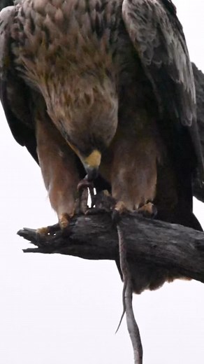 The tawny eagle…. A common bird in Kruger probably doesn’t get enough love weighing in at up to 2,5kgs with a wingspan up to 2m and standing at an impressive 76cms. Feeding on snakes #and many small animals often scene at carcasses with vultures pirating a meal. #impossiblystillhere #lifeinawe #thisbeautifullife #wanderer #stickwithmeilltakeyouplaces #nikon #birdsofsouthafrica #tawnyeagle #selfdrive #kruger #krugernationalpark #krugerstories | Derrick Fourie