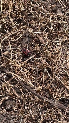 INSECT!!!!!!! #music #insects