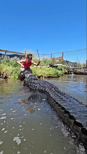 Teaching Elvis the Alligator the word open! Colorado Gator Farm #alligator #Gators #reptiles | Wild Charles