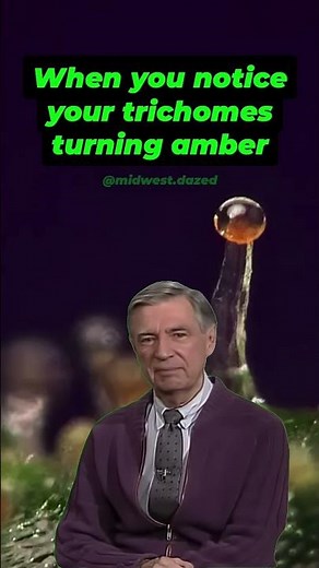 When you notice your Trichomes turning Amber…