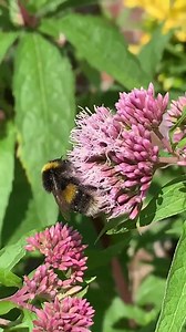 17 reactions | ‘The flower doesn’t dream of the bee, it blossoms and the bee comes.’   ☀️ #walledgarden #peaceful #norfolkbroads #relax #sunshine #outsidedining #savethebees | The Norfolk Mead Hotel, Venue and Spa | Facebook