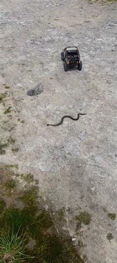 Slippery snake (Adder) around our rc vehicles 🤩✌️🤩😁🤟.