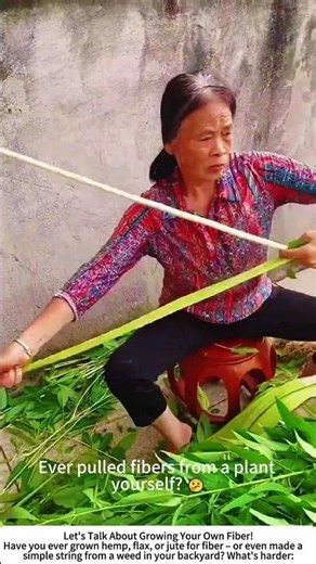 Farmer Cuts Hemp Stalks by Hand – Traditional Fiber Harvest 🌿✂️