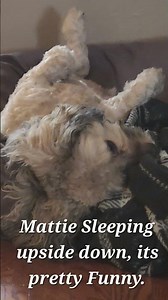 my Cockapoo Mattie sleeping upside down.