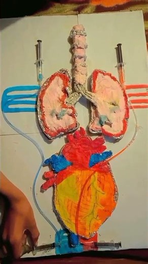 #Human blood circulatory system...(Working model) #Jagdish singh..