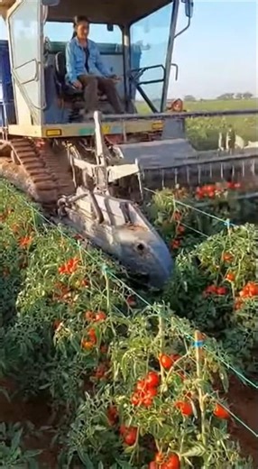Modern Tomato Harvesting Machine | Tomato Farming Technology #farmer