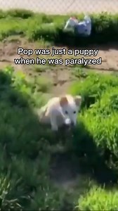 17K views · 1.5K reactions | Meet Pop! He was just a puppy when he...