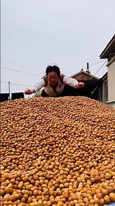 Gourmet Pistachio Pistachio Tree Edible Pistachio Seed Green Pistachio Pistachio Nut Pistachio.