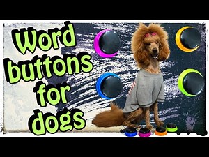 🤯 Teach your dog to talk with buttons | she got it right away!